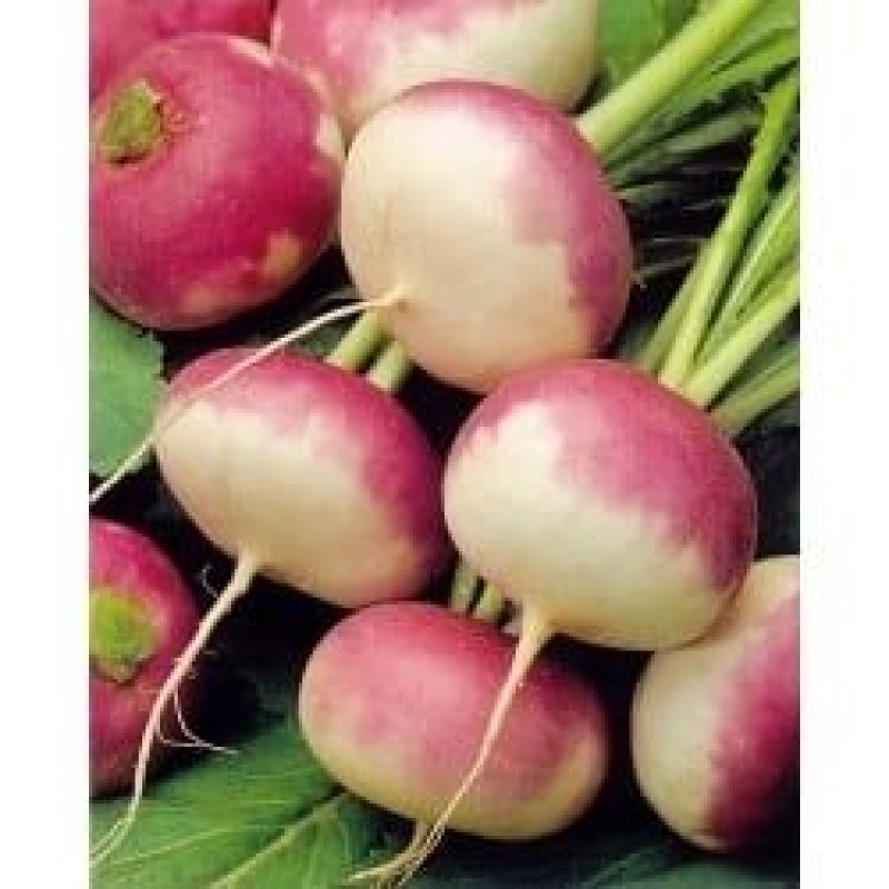 Σπόροι ΡΕBA ΔΙΧΡΩΜΗ PURPLE TOP WHITE GLOBE VIKIMA 500gr